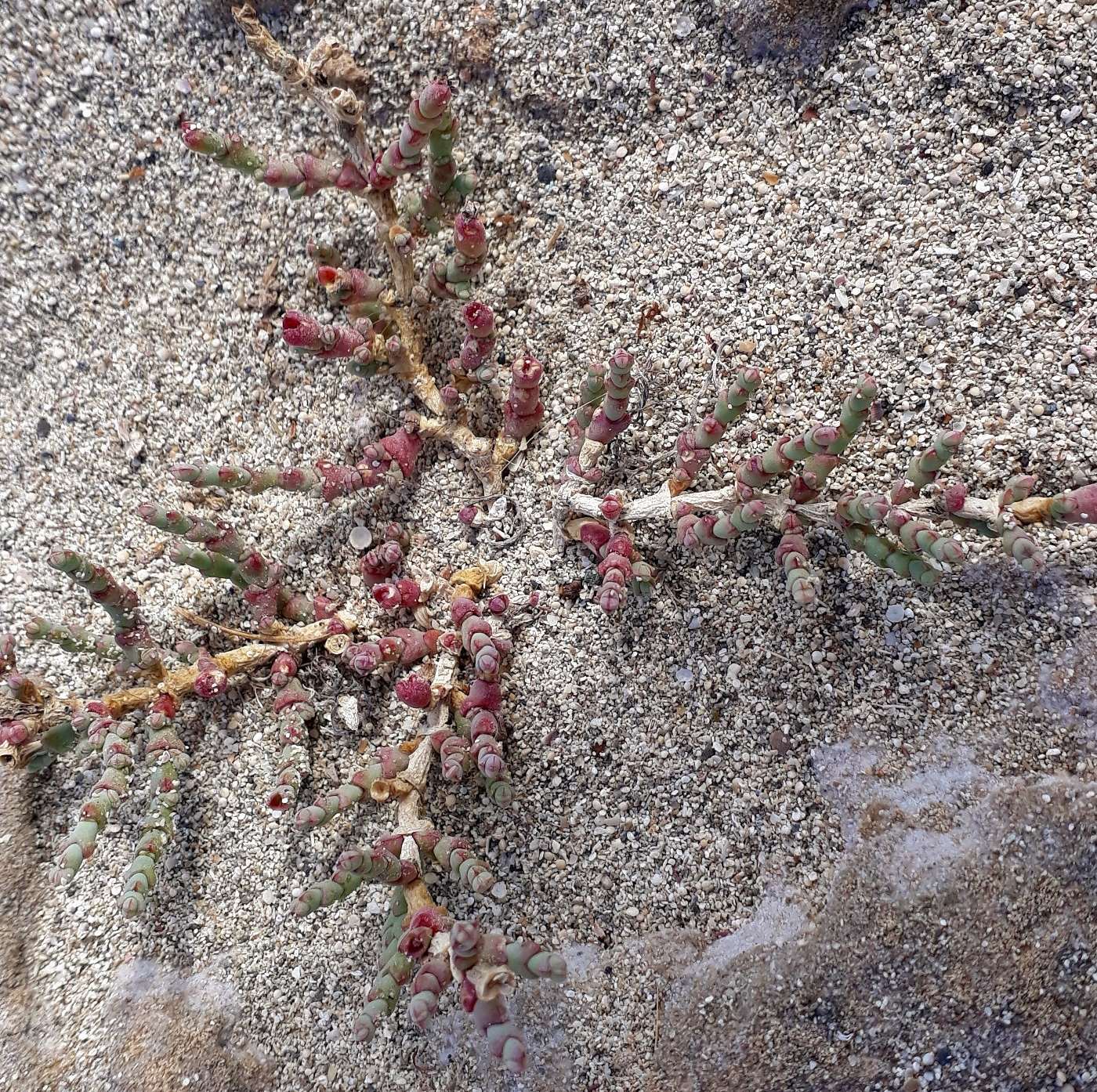 Изображение особи Sarcocornia perennis.