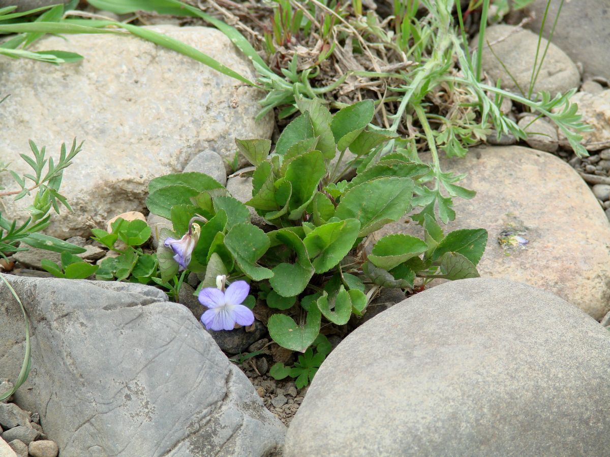 Image of Viola rupestris specimen.