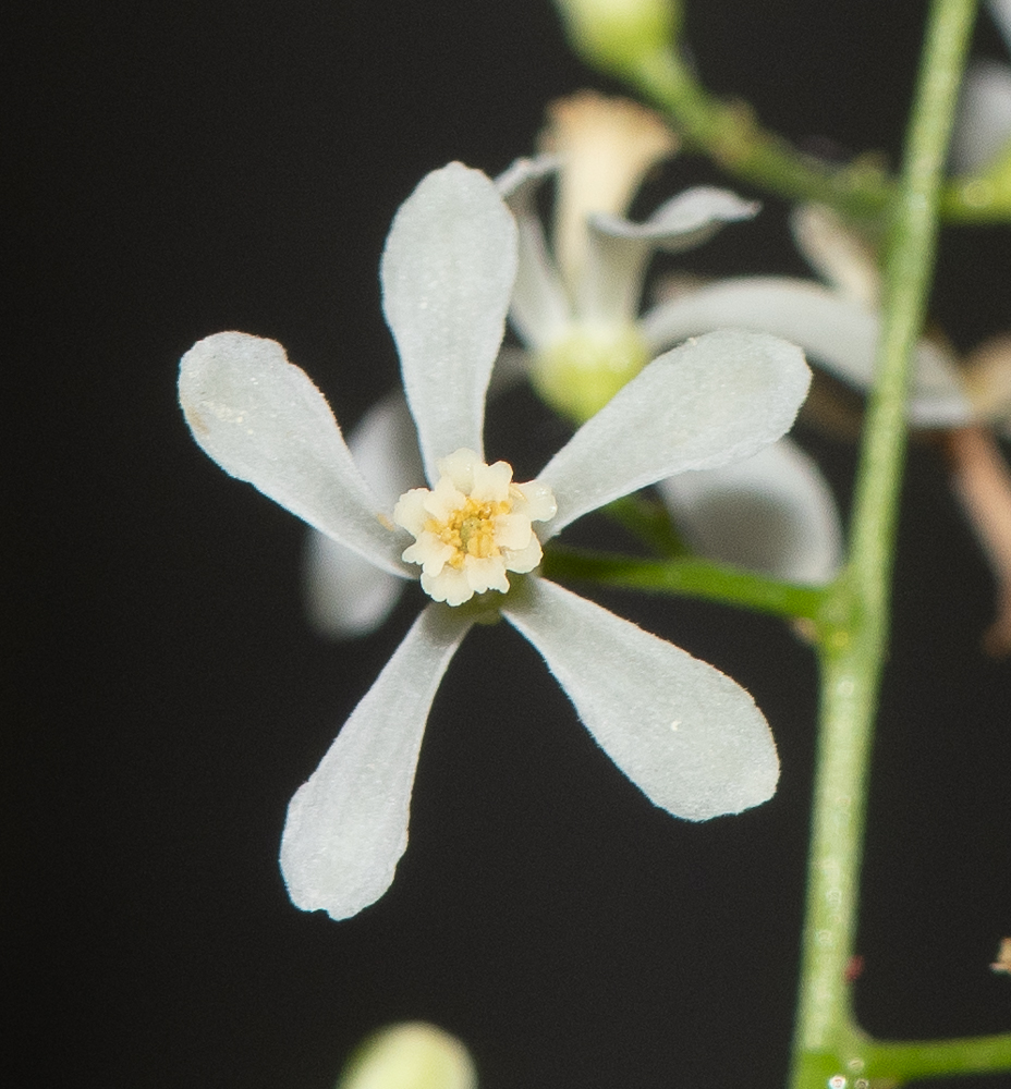 Image of Azadirachta indica specimen.