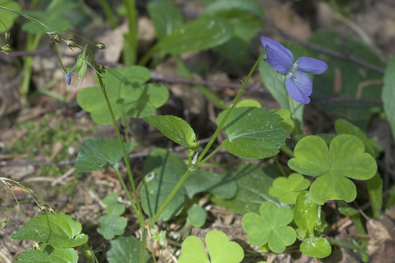 Image of Viola riviniana specimen.