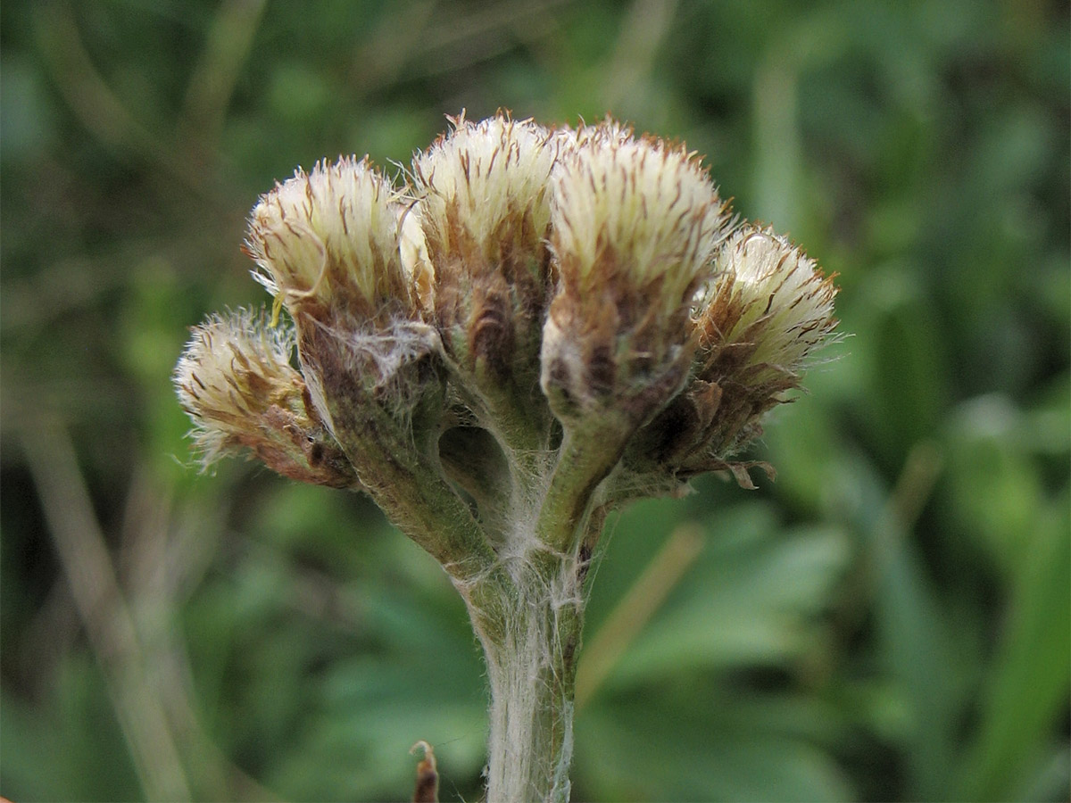 Изображение особи Antennaria carpatica.