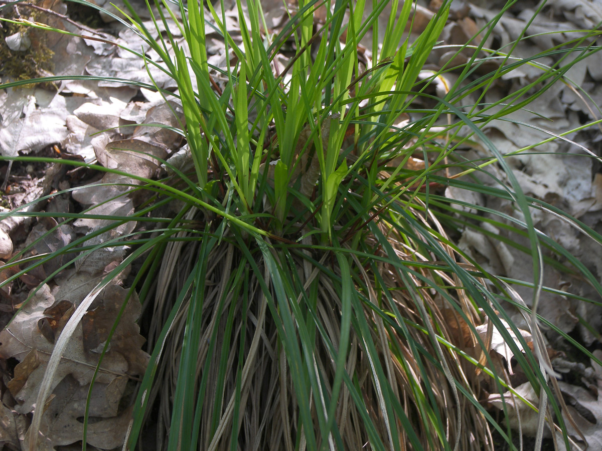 Image of Carex digitata specimen.