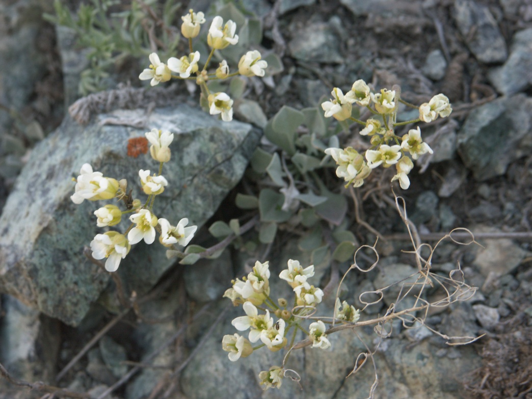 Image of Galitzkya spathulata specimen.