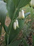 Polygonatum odoratum. Часть побега с раскрывающимися цветками. Ульяновск, Заволжский р-н, опушка леса вблизи берега Куйбышевского водохранилища. 26.05.2019.