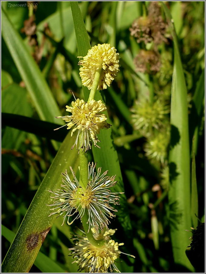 Image of Sparganium emersum specimen.