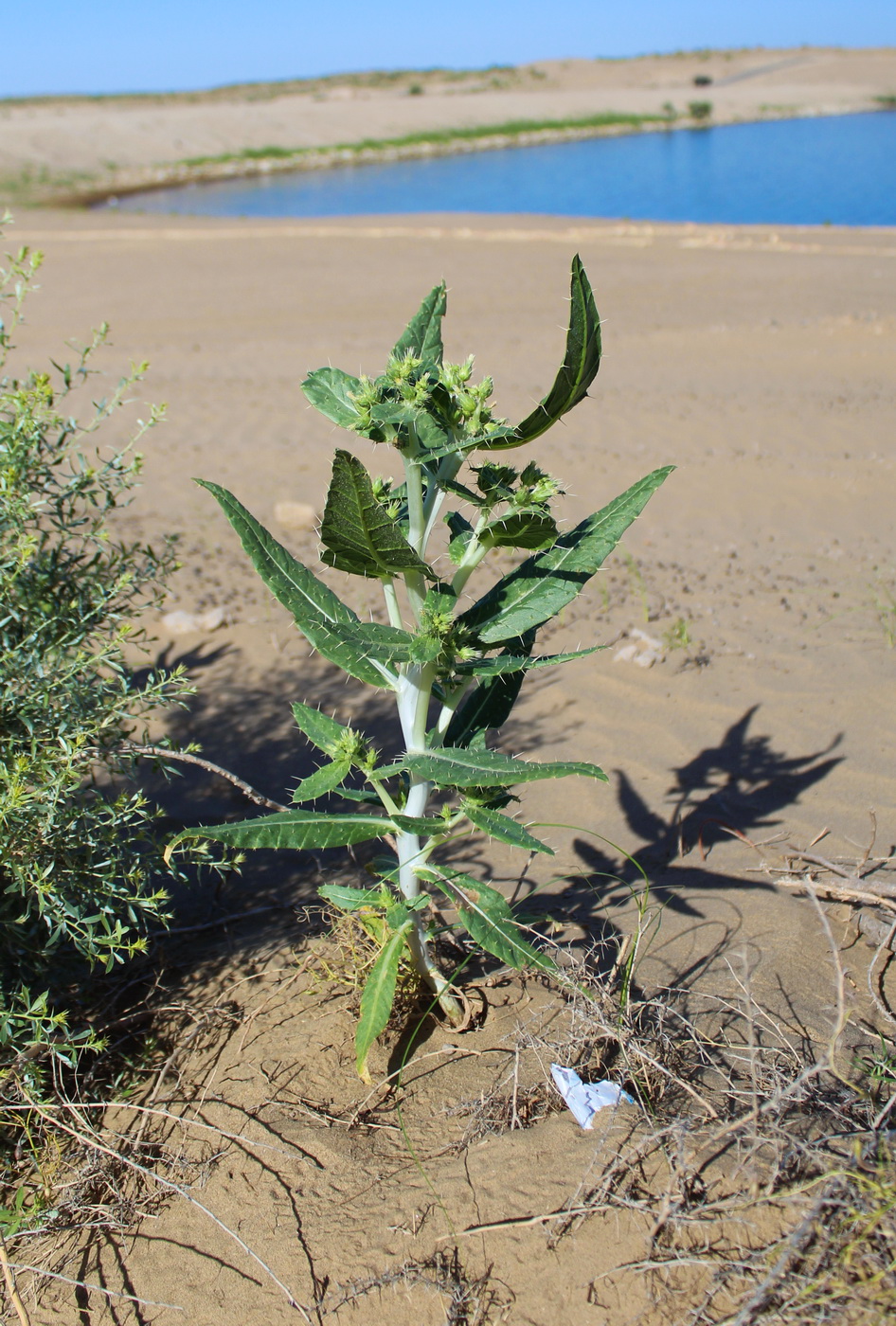 Image of Lipskyella annua specimen.