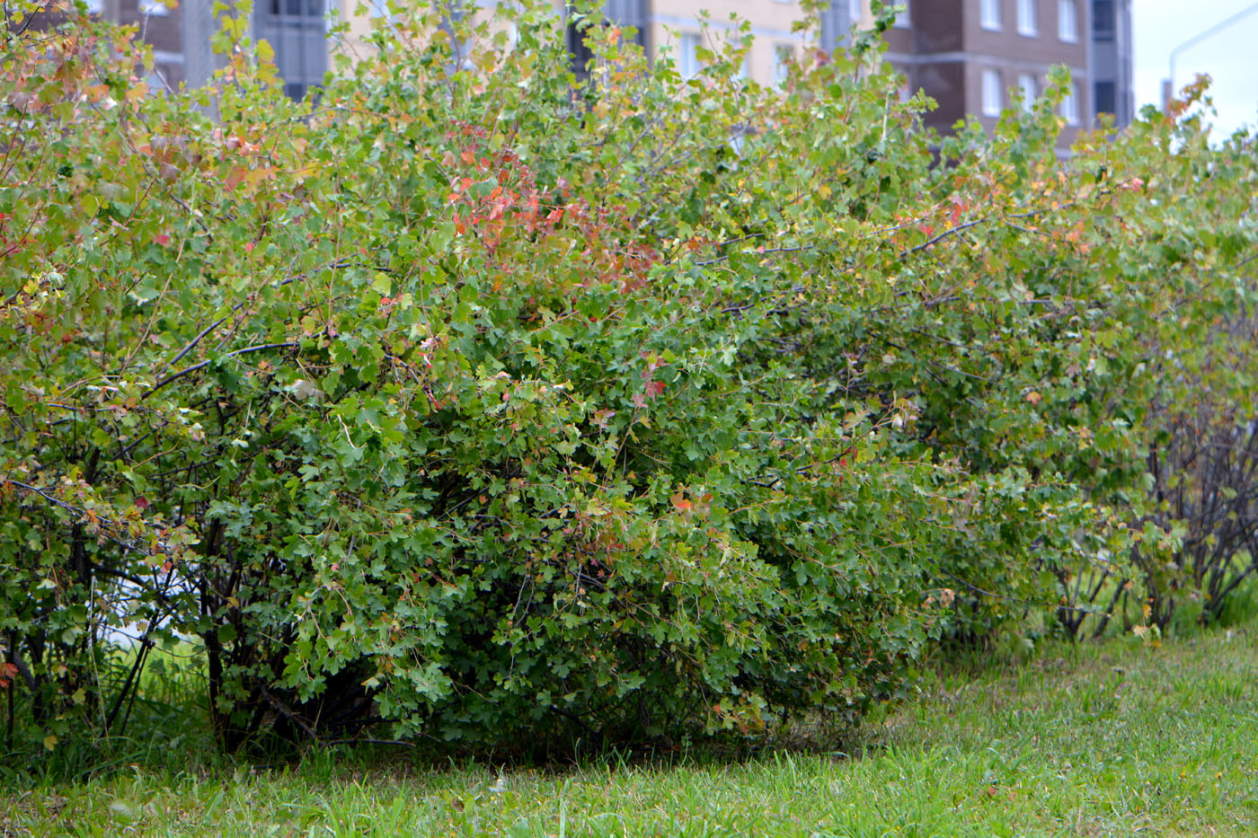 Image of Ribes aureum specimen.