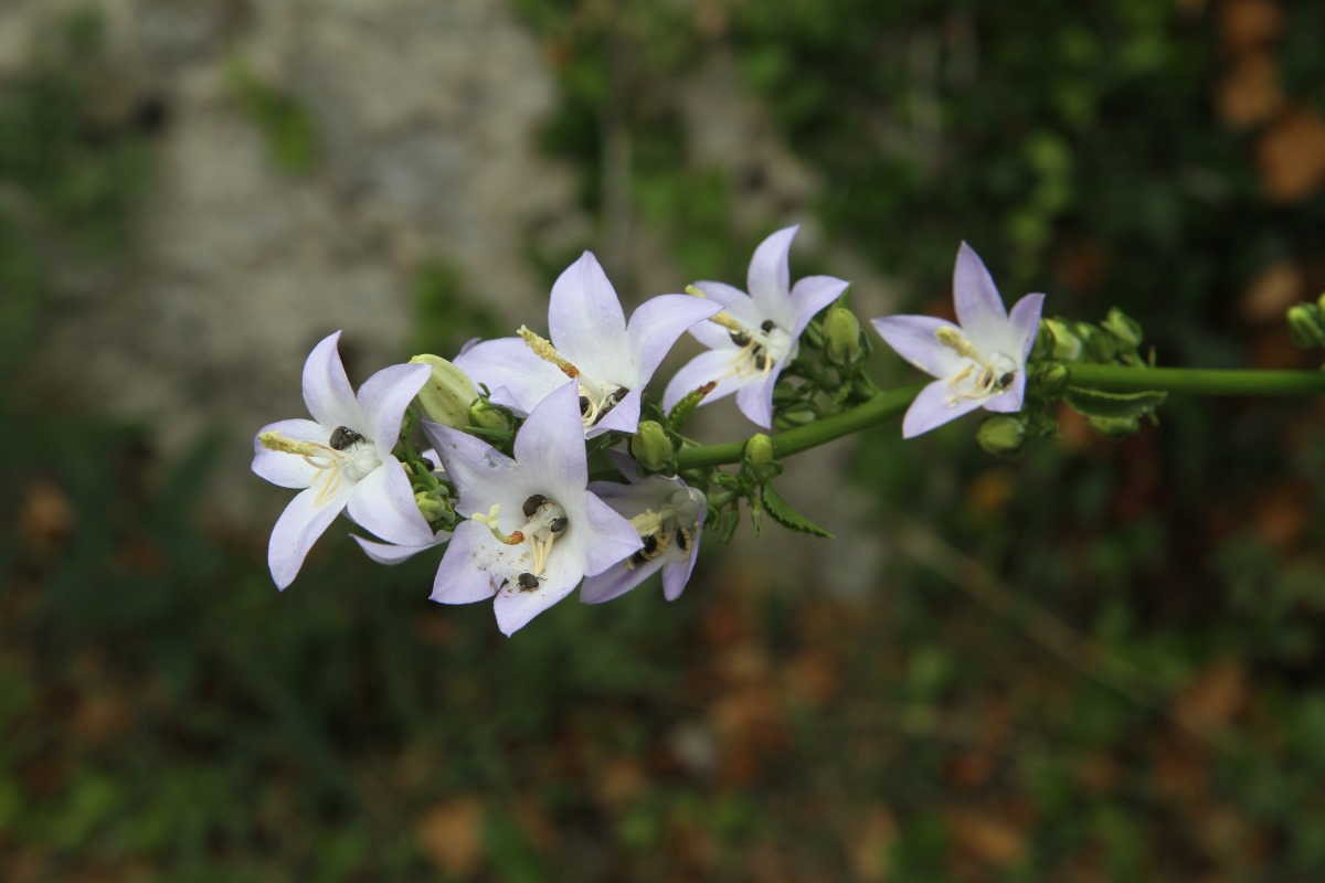 Изображение особи Campanula pyramidalis.