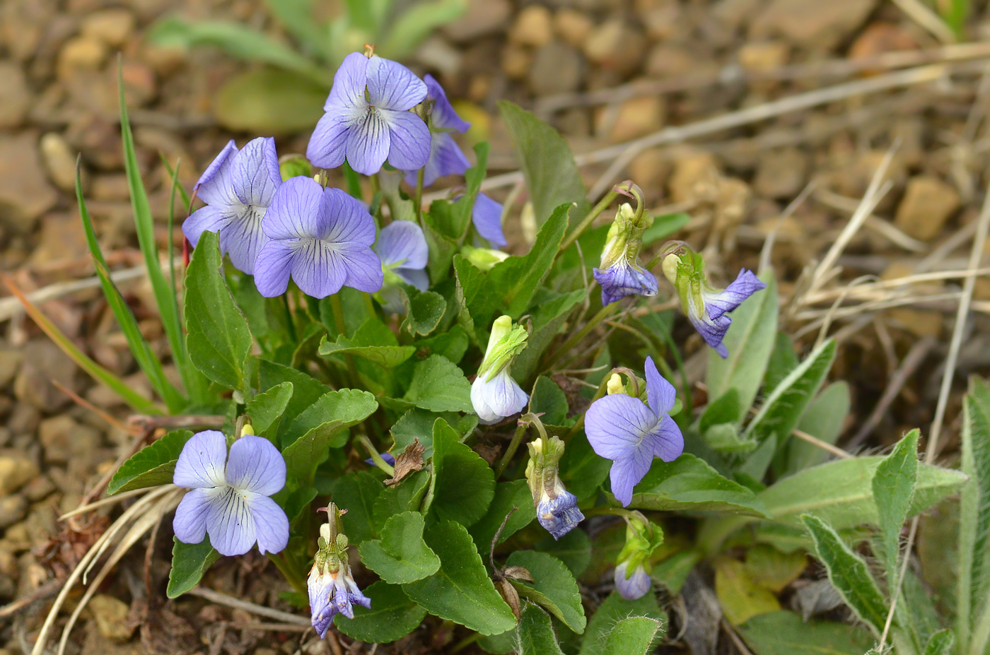 Изображение особи Viola sieheana.