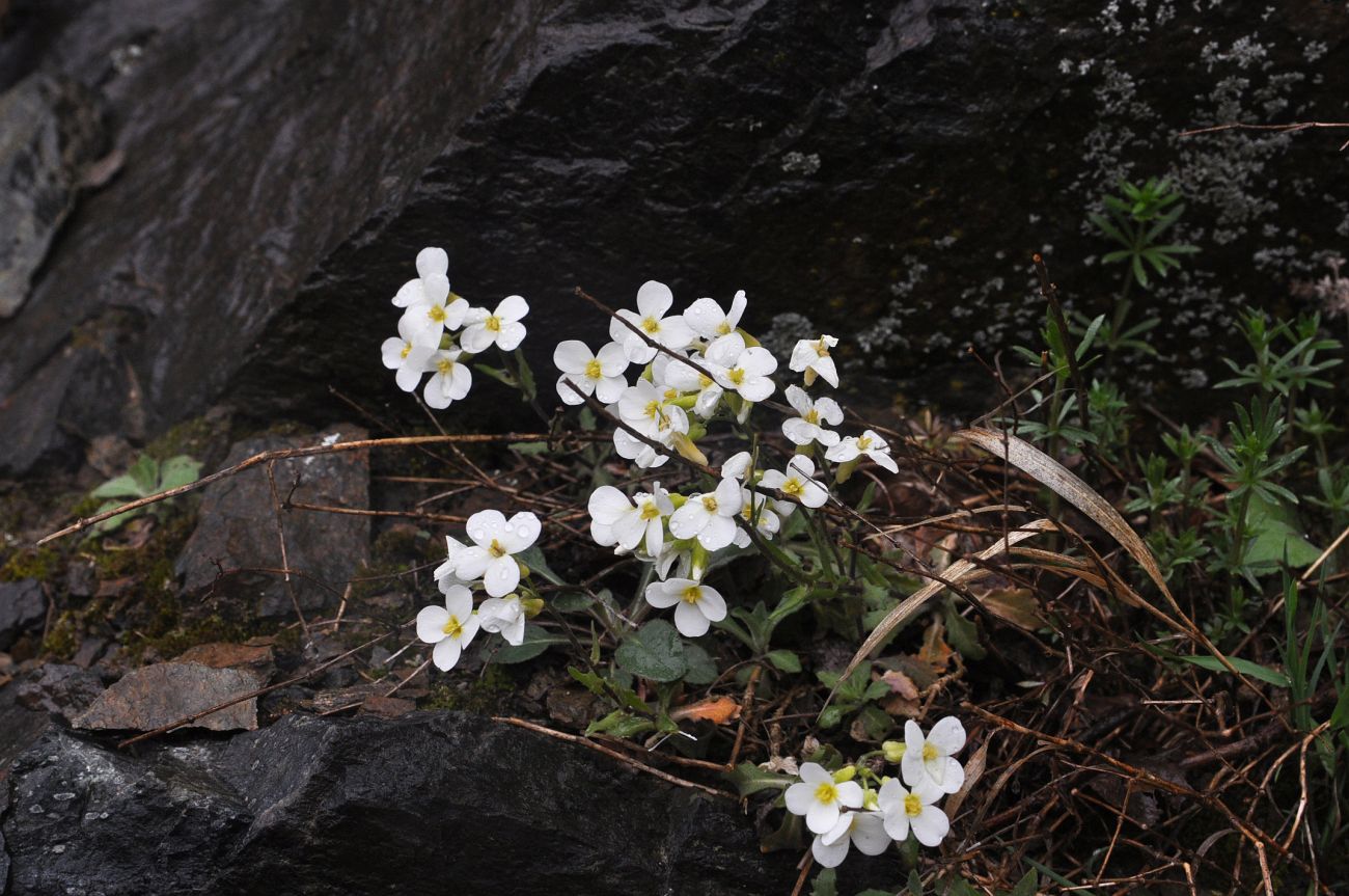 Изображение особи Arabis caucasica.