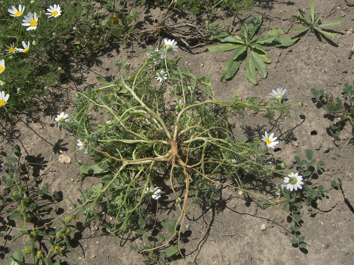 Image of Anthemis haussknechtii specimen.