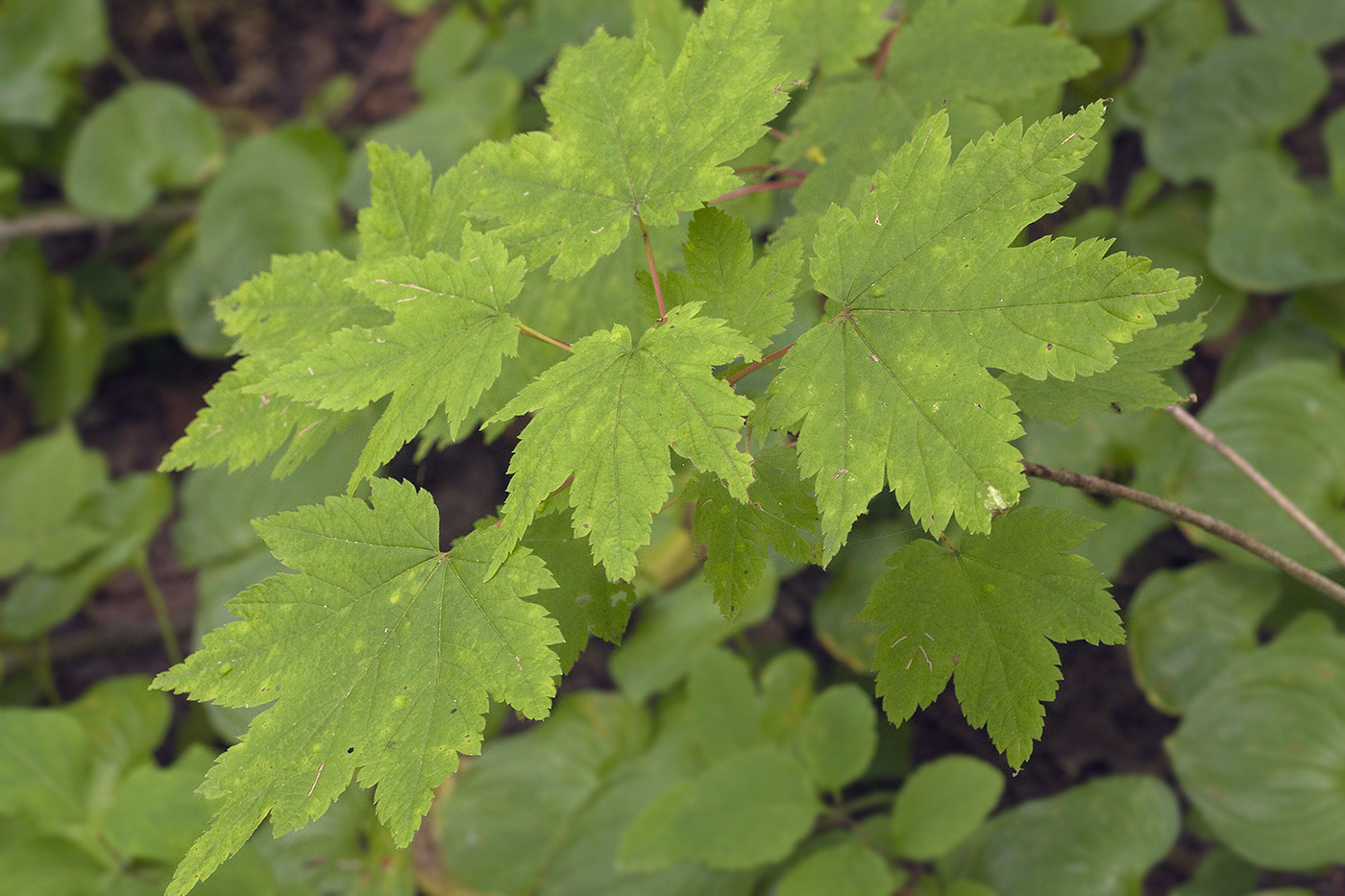 Image of Acer ukurunduense specimen.