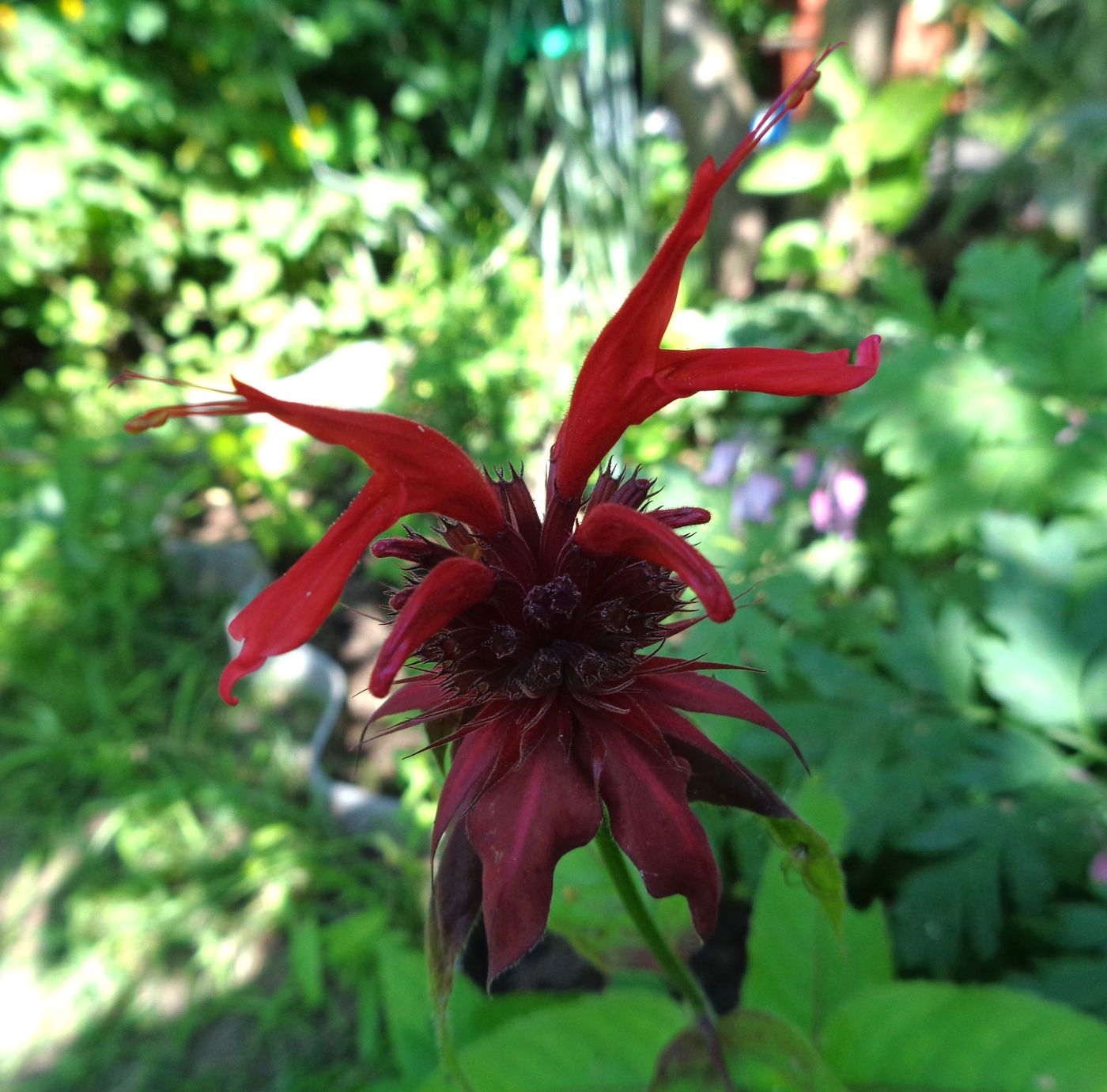 Image of Monarda didyma specimen.