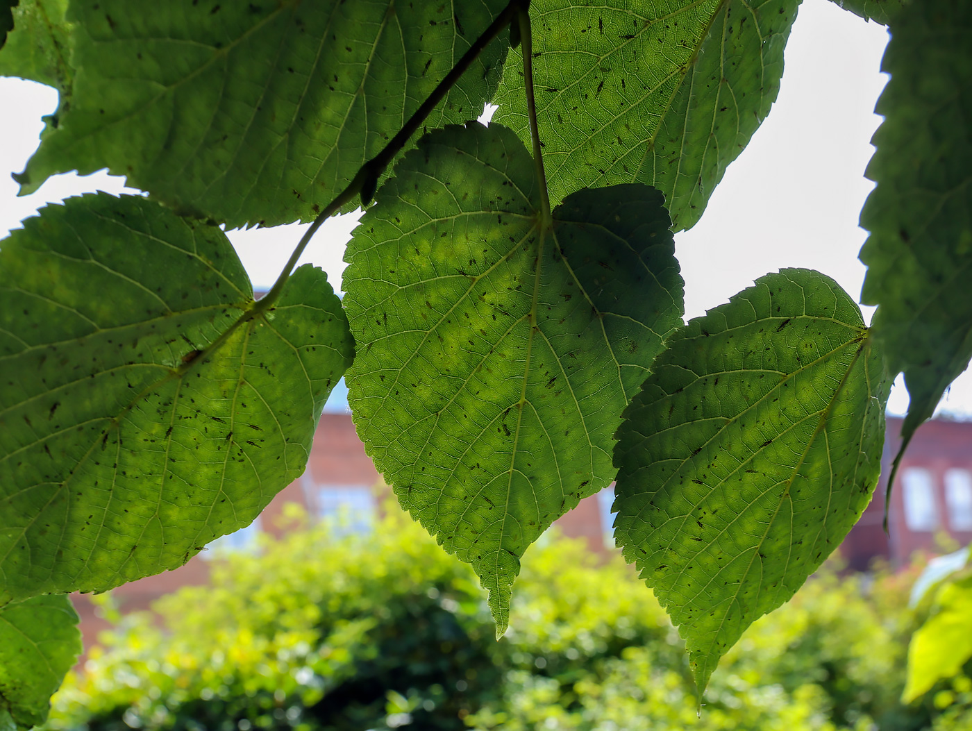 Image of Tilia platyphyllos specimen.