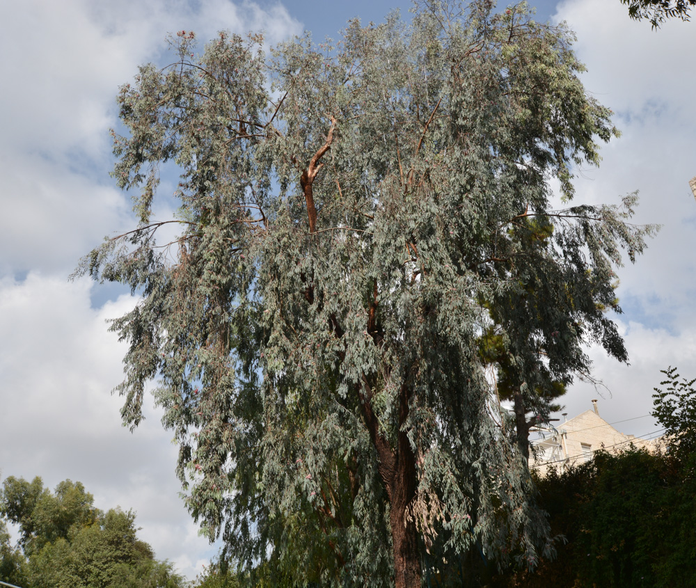 Image of Eucalyptus sideroxylon specimen.