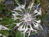 Centaurea orbelica