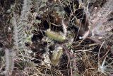 Astragalus longipetalus. Прикорневая часть растения с плодами. Южный Казахстан, пустыня Кызылкум. 03.05.2010.