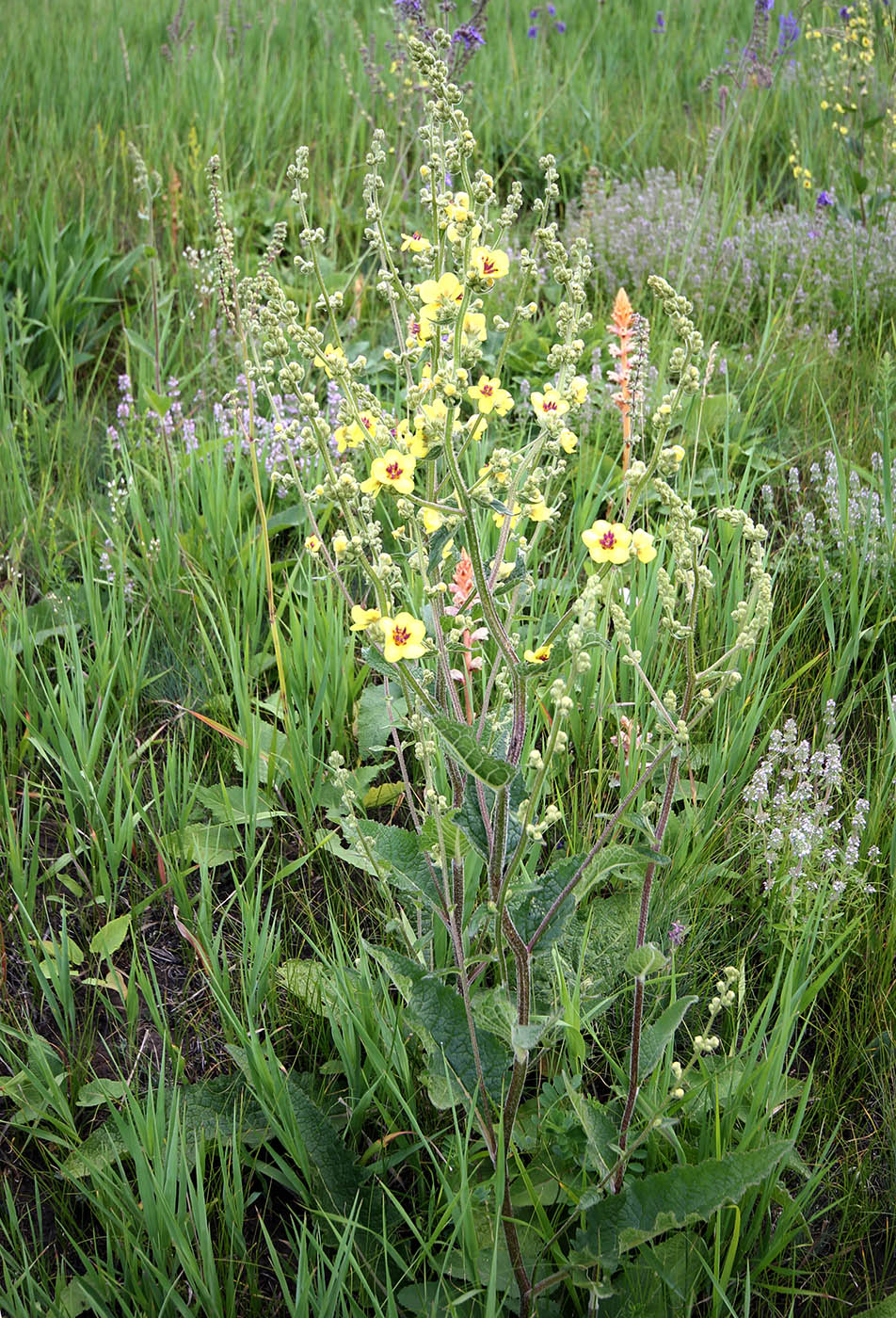 Image of Verbascum marschallianum specimen.