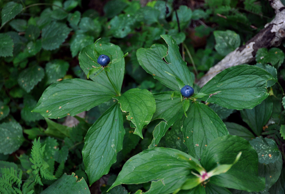 Изображение особи Paris quadrifolia.