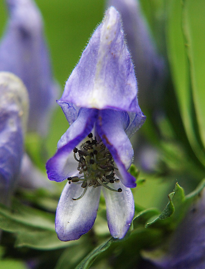 Image of Aconitum taigicola specimen.