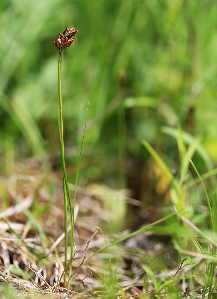 Image of Carex duriuscula specimen.