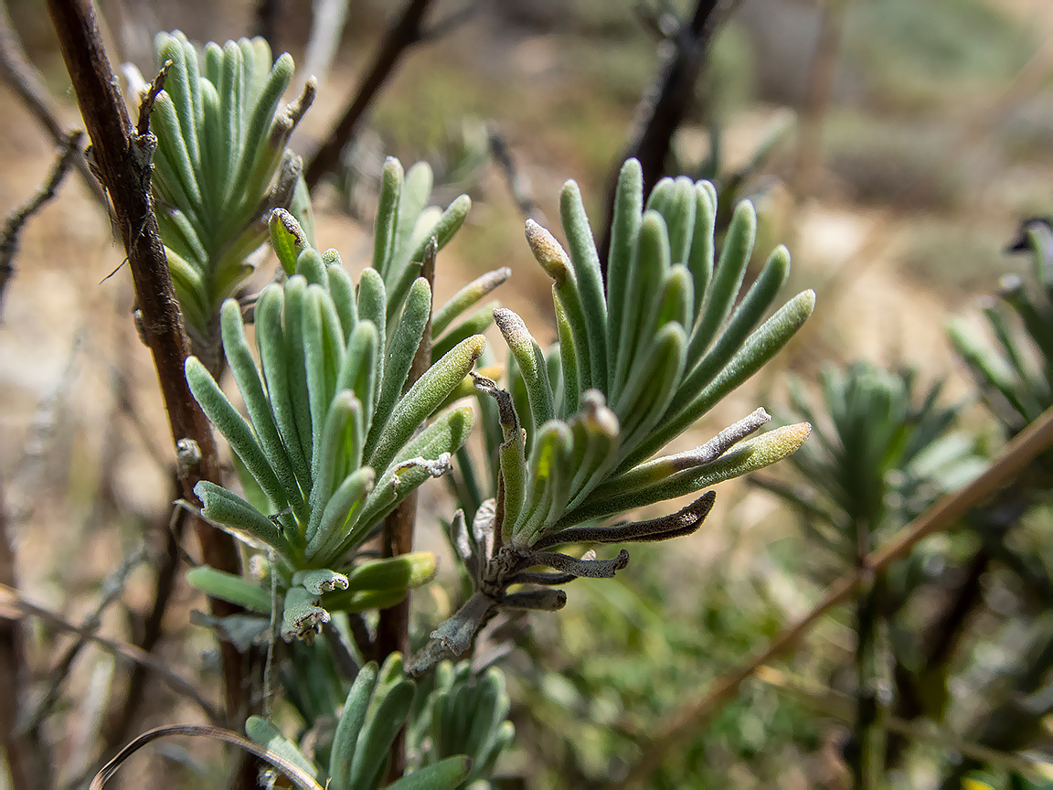 Изображение особи Lavandula stoechas.