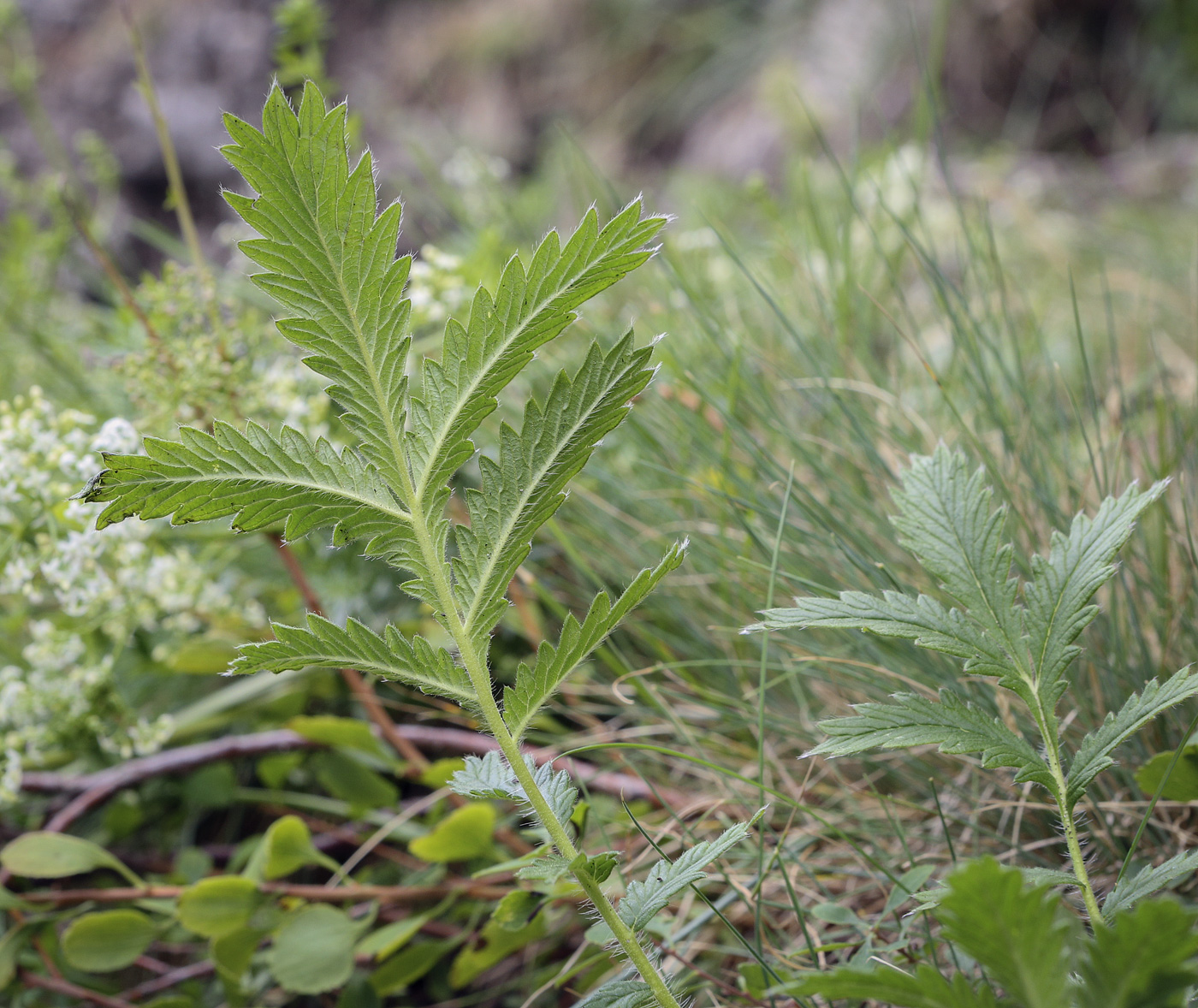 Изображение особи Potentilla longifolia.