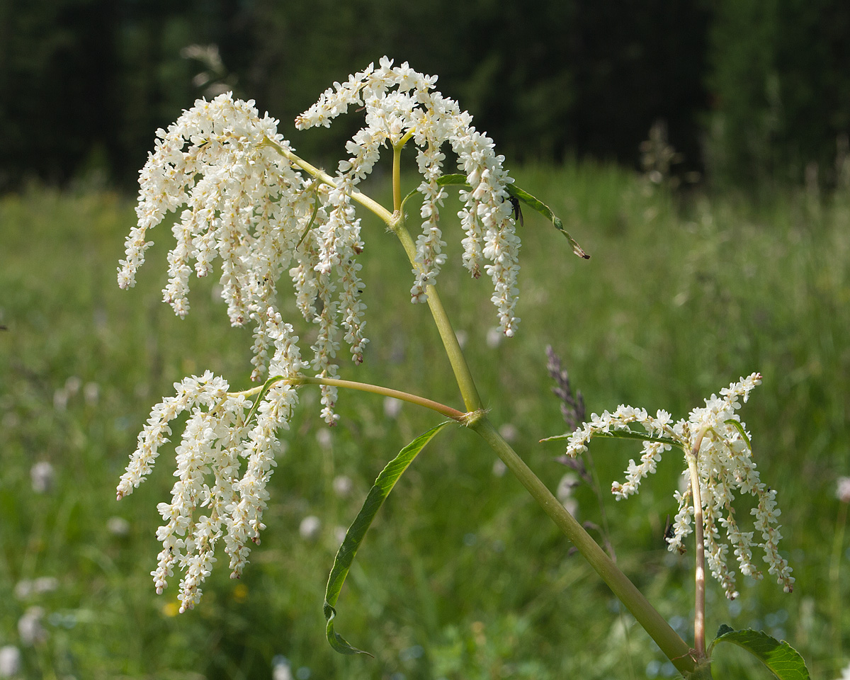 Изображение особи Aconogonon alpinum.