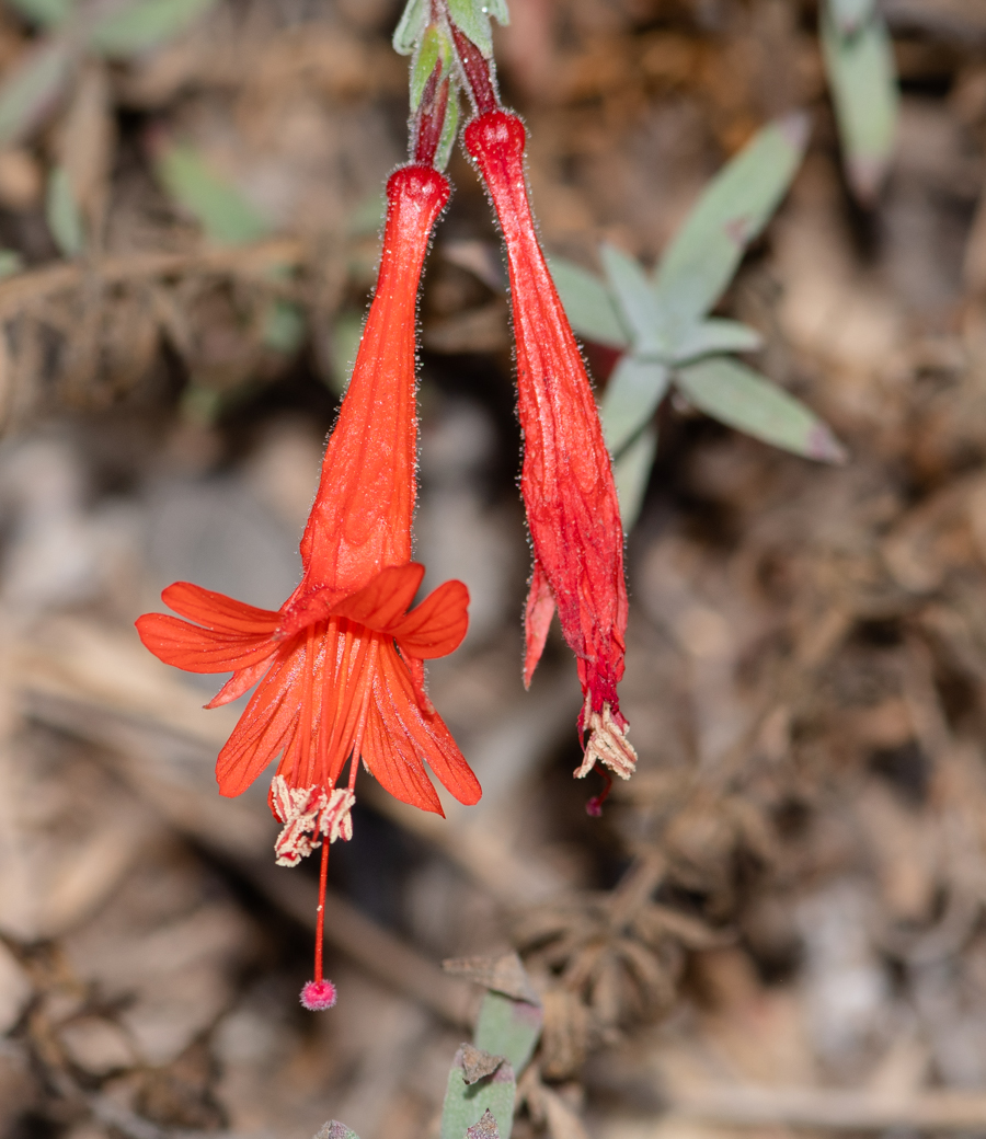 Image of Epilobium canum specimen.