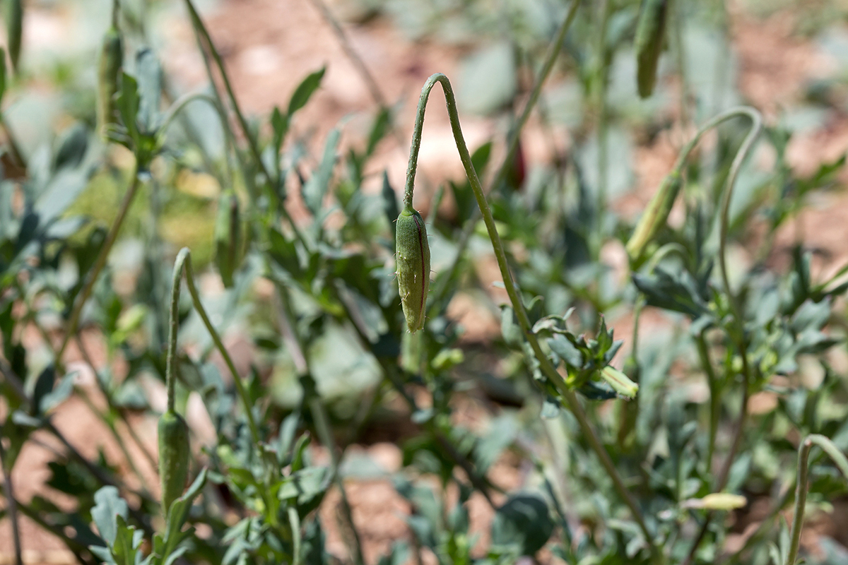 Image of genus Papaver specimen.