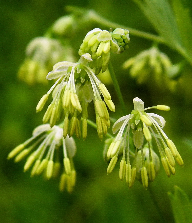 Image of Thalictrum amurense specimen.