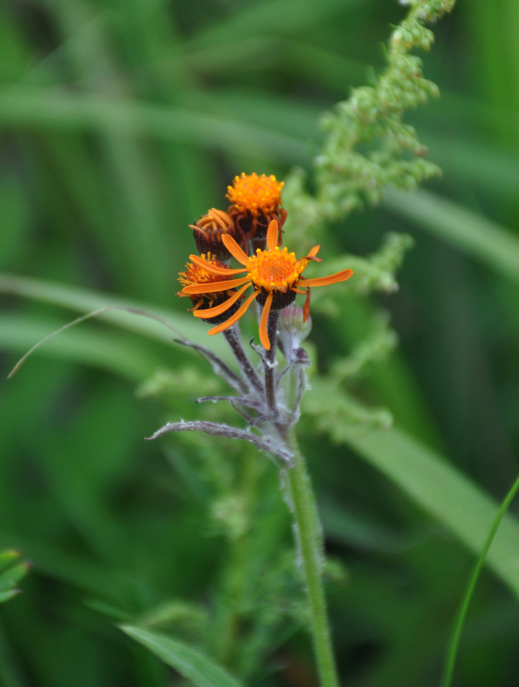 Изображение особи Tephroseris flammea.