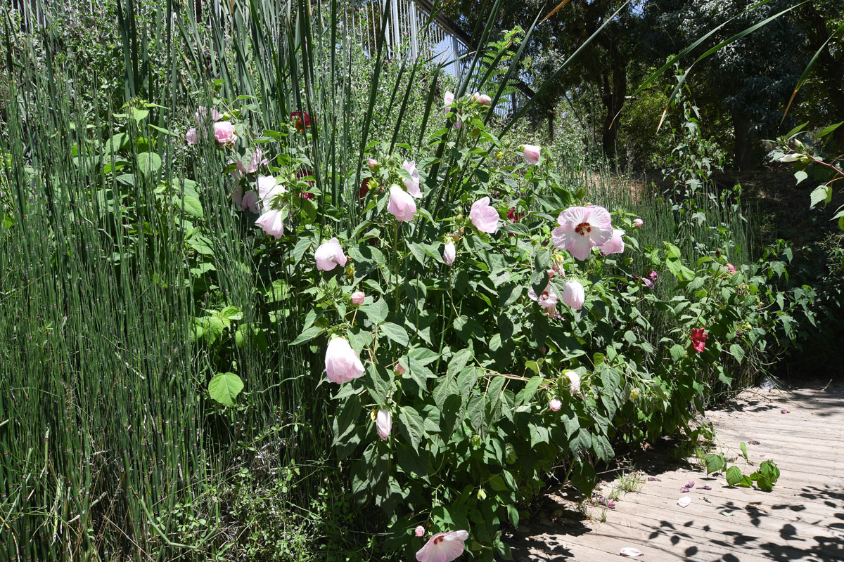 Изображение особи Hibiscus laevis.