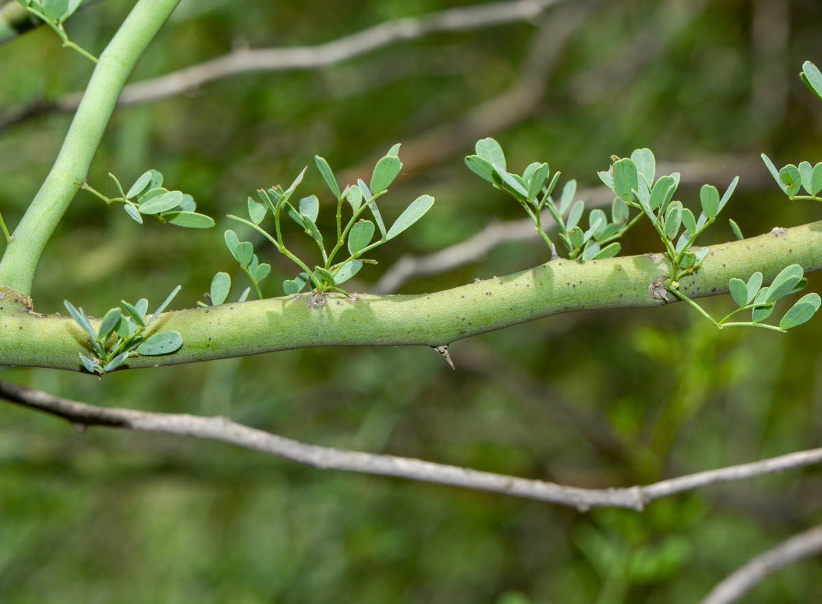 Image of Parkinsonia florida specimen.