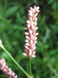 Persicaria maculosa