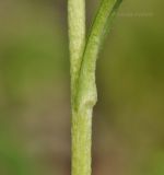 Inula linariifolia