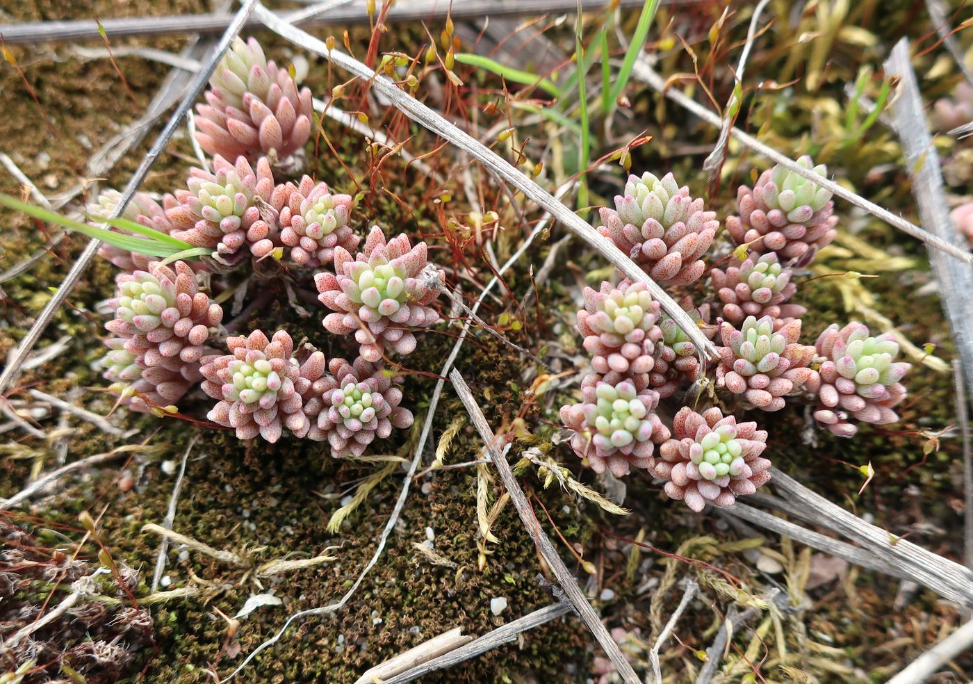 Image of Sedum hispanicum specimen.