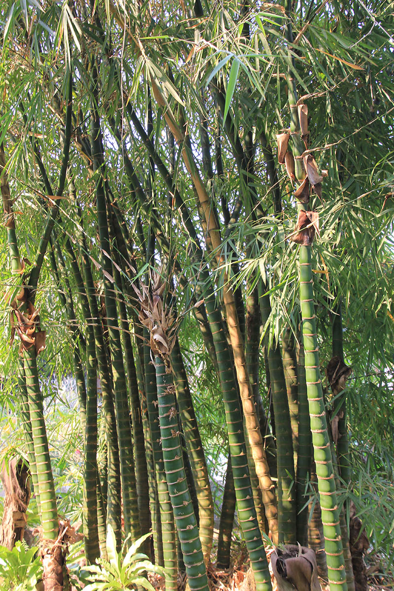 Image of familia Poaceae specimen.