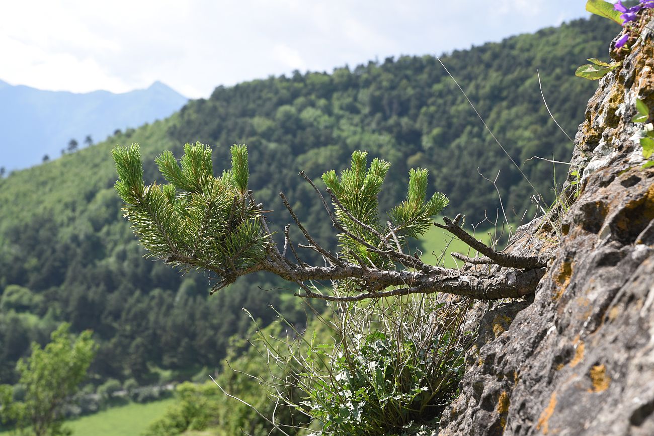 Image of Pinus sylvestris ssp. hamata specimen.