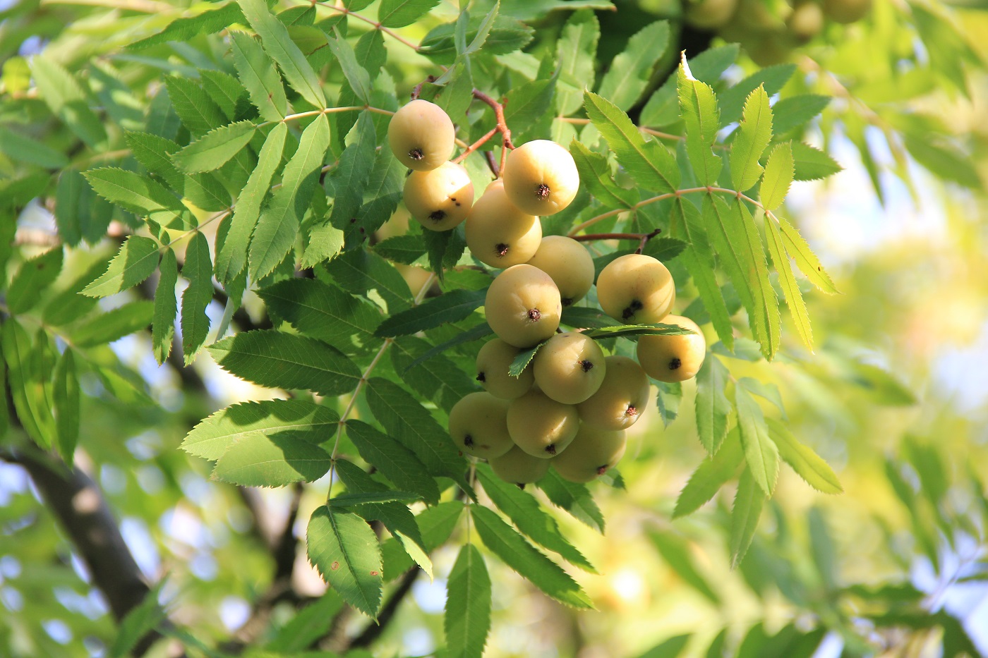 Изображение особи Sorbus domestica.