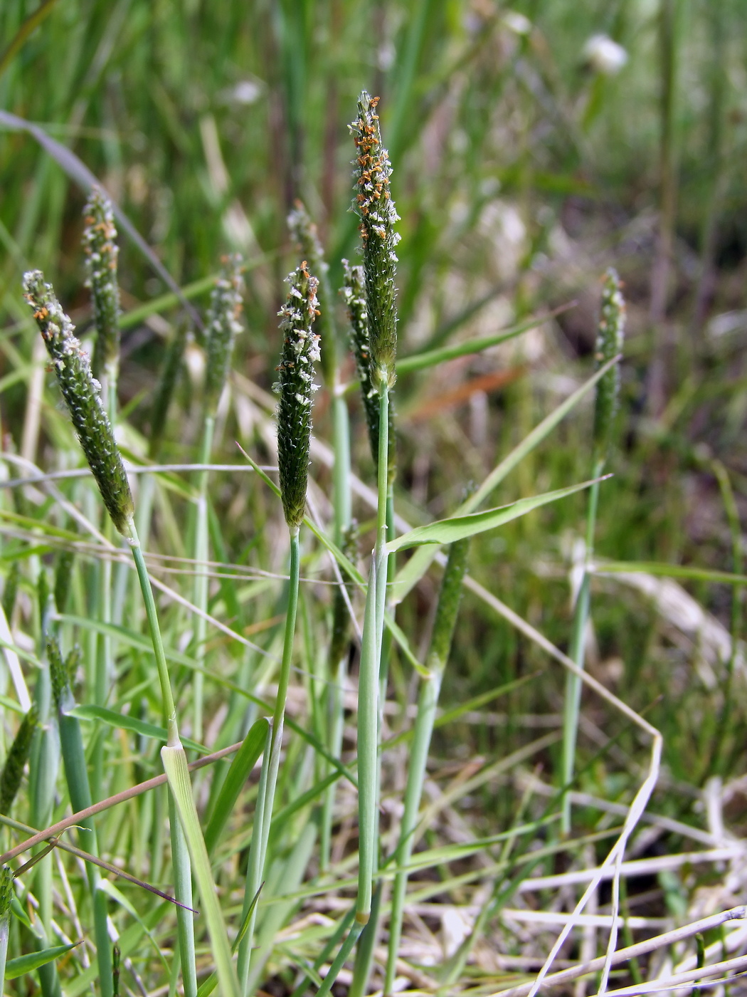 Image of Alopecurus aequalis specimen.