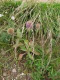 Смотреть изображение Dipsacus fullonum