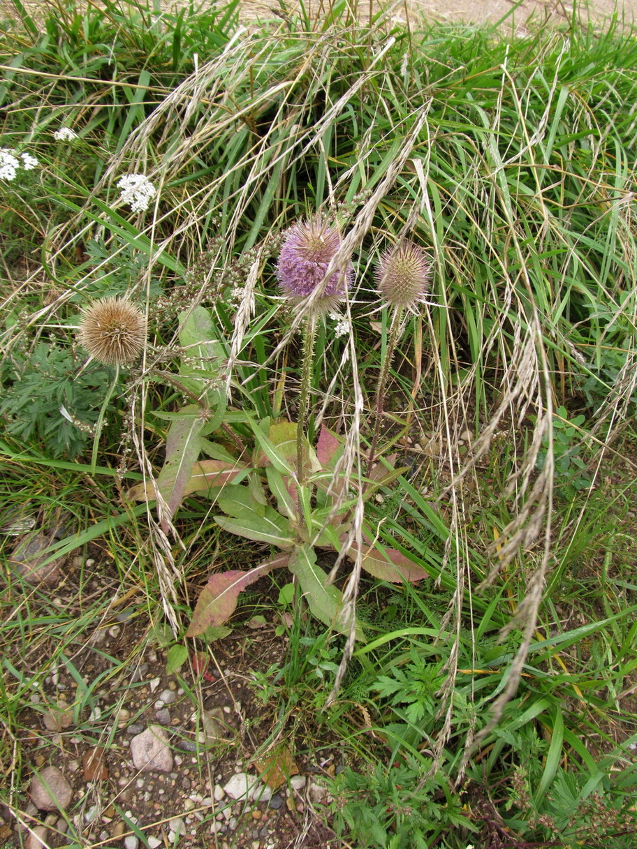 Image of Dipsacus fullonum specimen.