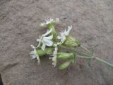 Silene spergulifolia