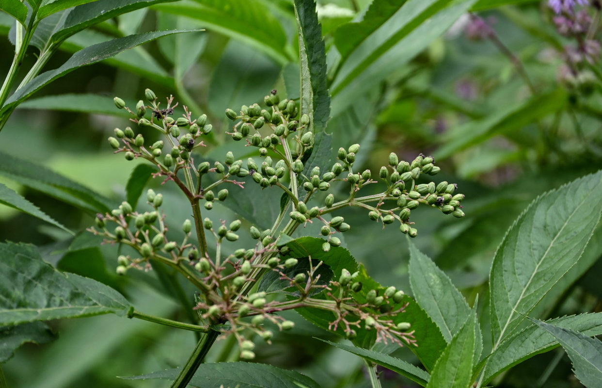 Изображение особи Sambucus ebulus.