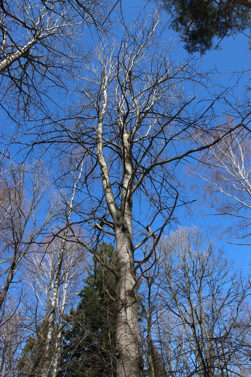 Изображение особи Populus tremula.