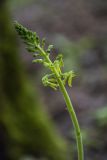 Смотреть изображение Listera ovata