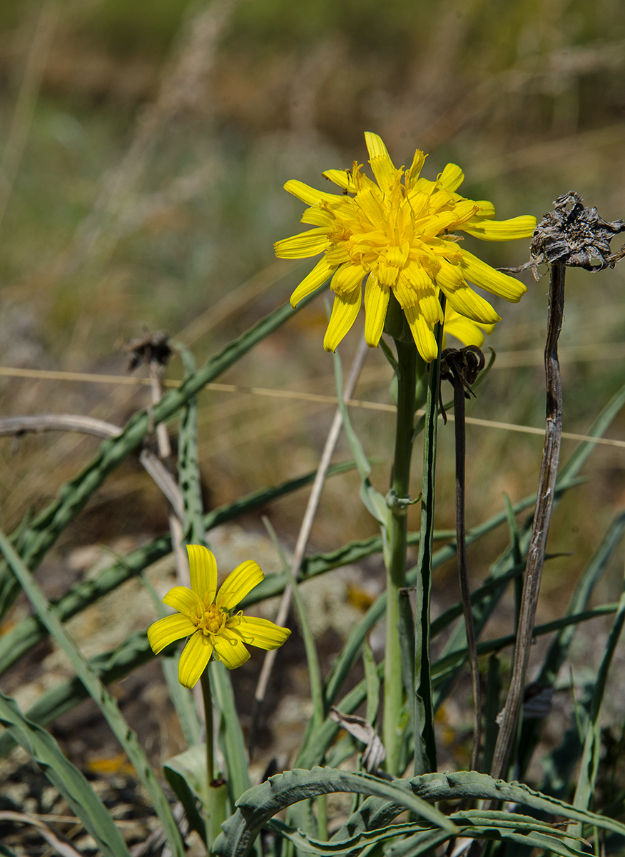 Image of genus Scorzonera specimen.