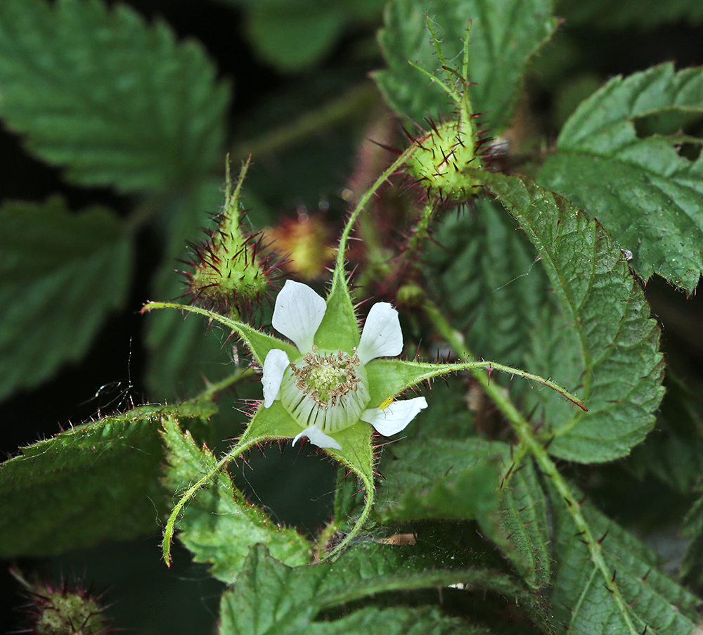 Изображение особи Rubus komarovii.