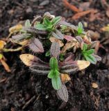 Cerastium holosteoides